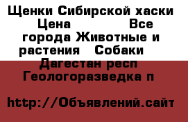 Щенки Сибирской хаски › Цена ­ 18 000 - Все города Животные и растения » Собаки   . Дагестан респ.,Геологоразведка п.